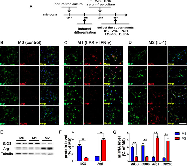 Phenotypic changes of polarized microglia under different intervention conditions.