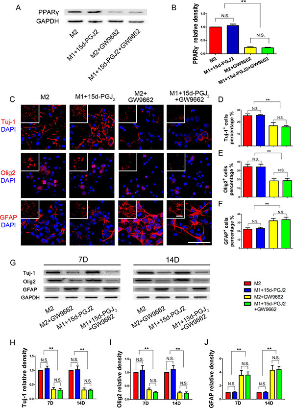 Inhibition of PPAR&#x03B3; reduced NSPCs differentiation induced by M2 microglia towards neurons and oligodendrocytes.