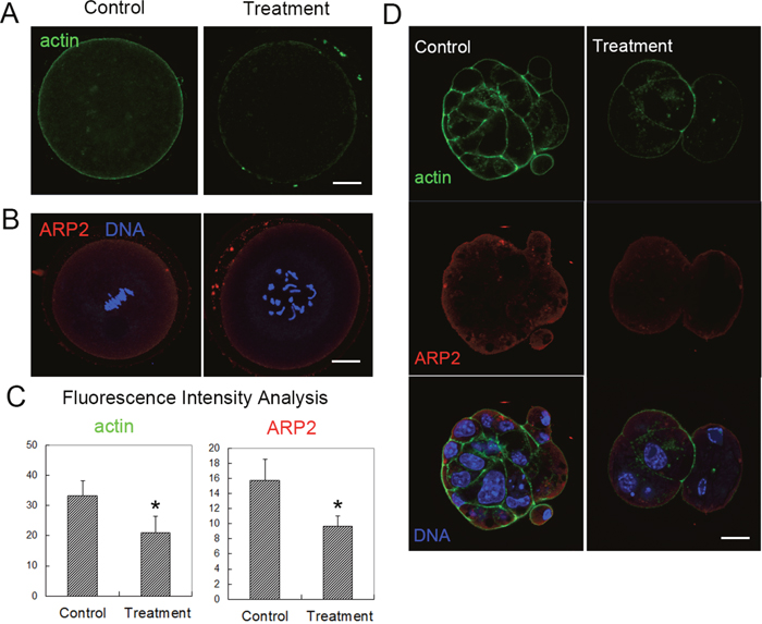 Citrinin toxin exposure affected actin filament dynamics in mouse oocytes and embryos.