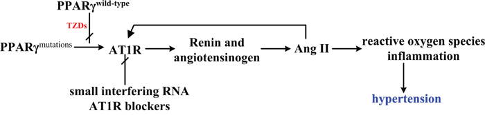 The closely relationship between PPAR&#x03B3; and RAS (rennin-angiotensin system).