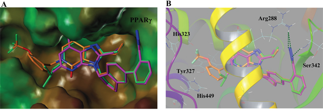 (A) Binding surface of compound 8 (green), 19 (orange) and co-crystallized ligand 1 (magenta) with PPAR&#x03B3; pocket (PDB ID: 3R8A).