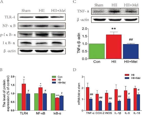 Melatonin suppressed TLR4/NF-&#x03BA;B signaling pathway proteins expression after neonatal HII.