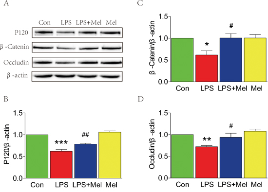 Melatonin attenuated the decreases of tight junction and adherens junction proteins induced by LPS in the transwell co-culture of BV-2 cells and HUVECs.