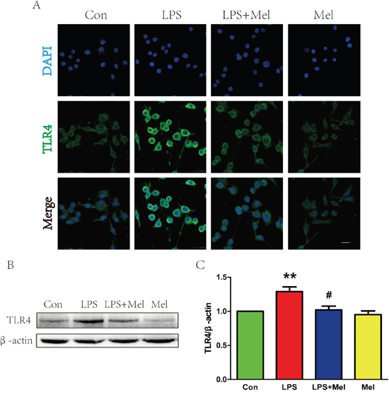 Melatonin decreased the expression of TLR4 protein induced by LPS in BV-2 cells.