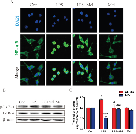 Melatonin inhibited NF-&#x03BA;B translocation induced by LPS in BV-2 cells.