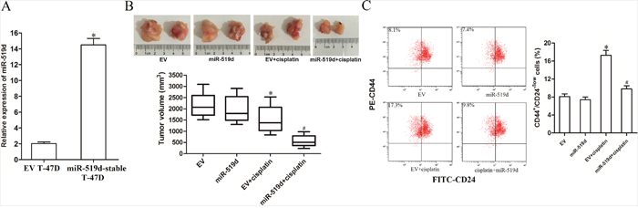 MiR-519d enhances the anti-tumor effect of cisplatin in vivo.