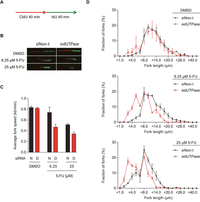 5-FU treatment decreases replication fork speed, which is enhanced by dUTPase depletion.