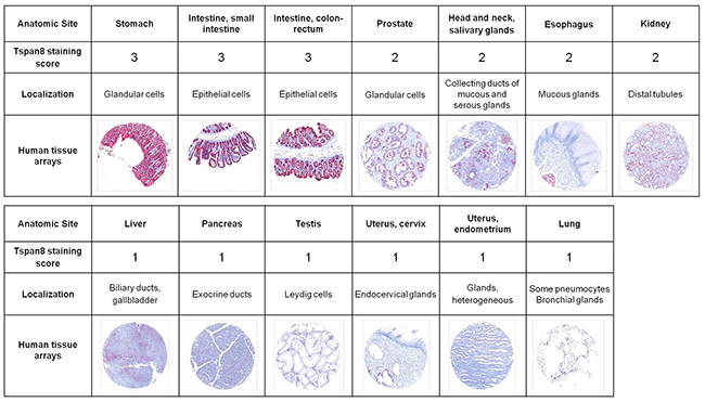 Immunoreactivity of Ts29.2 antibody in normal human organs.