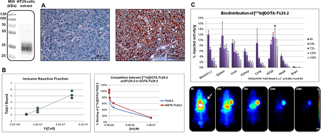 Specificity and biodistribution of [111In]DOTA-Ts29.2 in HT29 bearing mice.