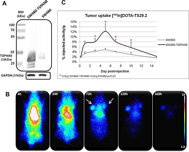 Specific biodistribution of [111In]DOTA-Ts29.2 in SW480 and SW480-TSPAN8 bearing mice.