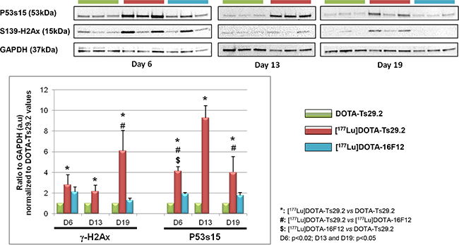 Molecular studies on HT29 tumors.