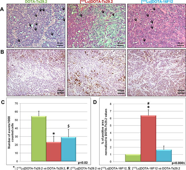 Immunohistochemical analyses of HT29 tumors performed 6 days following treatments.