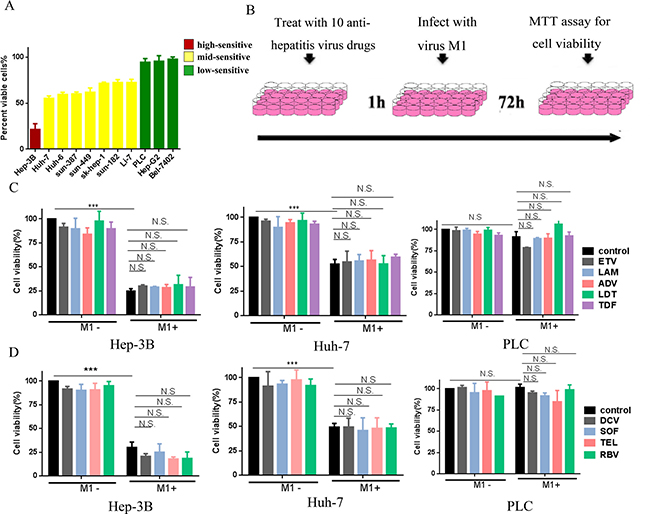 Common anti-virus chemicals for hepatitis combined with M1 virus don&#x2019;t antagonize the oncolytic effect in HCC cells.