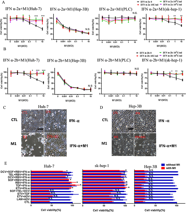 IFN-&#x03B1; inhibits the oncolytic effect of M1 in mid-sensitive HCC cells.