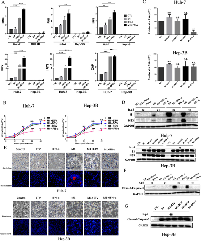 IFN-&#x03B1; activates M1 virus-induced antiviral factor expression and depresses the replication of M1 virus thus leading to the inhibition of cell apoptosis in mid-sensitive HCC cells.