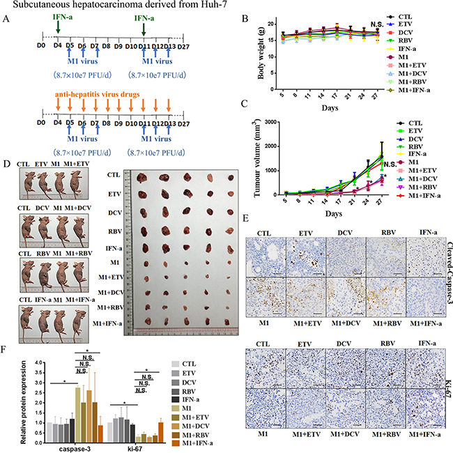 IFN-&#x03B1; attenuates anti-tumor activity of M1 virus invivo subcutaneous Huh-7tumors.