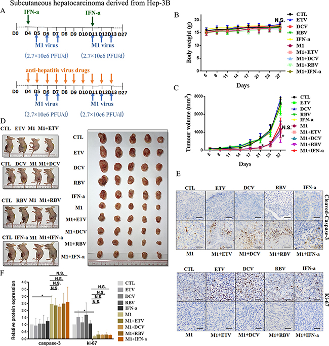 IFN-&#x03B1; attenuates anti-tumor activity of M1 virus in vivo subcutaneous Hep-3B tumors.