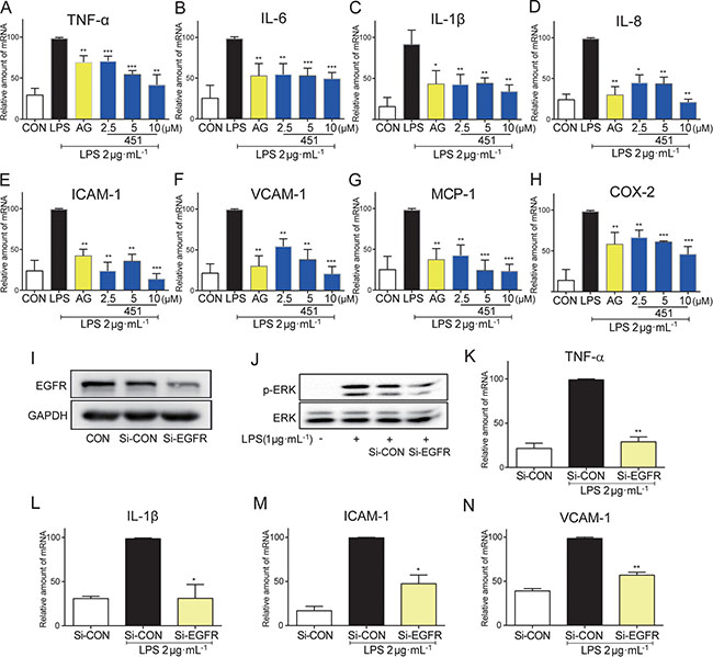 EGFR inhibition reduced the LPS-induced inflammation in BEAS-2B.