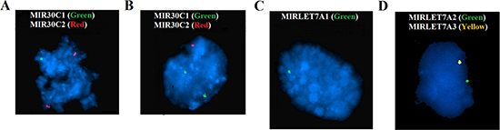 FISH analyses of the let-7a and miR-30c clusters.
