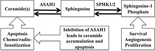 The schematic diagram of the metabolic ceramide pathway is shown.