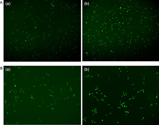 Immunofluorescent staining of STAT3 expression in HepG2 and Hep3B cells transfected with pcDNA3.1-STAT3 in comparison with pcDNA3.1-Mock plasmids.
