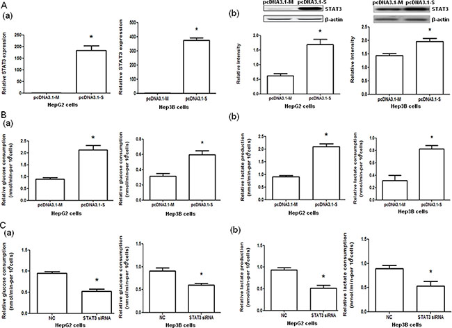 STAT3 mRNA and protein expressions and glucose consumption and lactate production in HepG2 and Hep3B cells with STAT3 overexpression and interference.