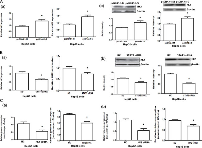 Hexokinase 2 (HK2) mRNA and protein expression in HepG2 and Hep3B cells with STAT3 overexpression and interference and glucose consumption and lactate production in HepG2 and Hep3B cells with HK2 interference.