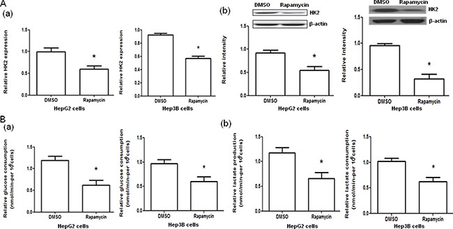 Effect of rapamycin on hexokinase 2 (HK2) mRNA and protein expression and glucose consumption and lactate production in HepG2 and Hep3B cells.