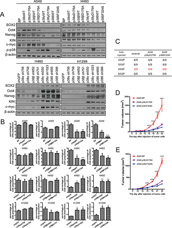 Activated p38&#x03B3; and p38&#x03B4; suppress the stem cell properties of NSCLC cells.