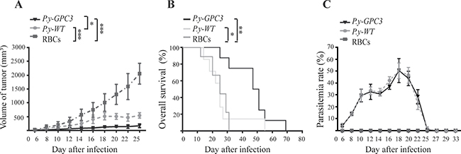 Infection with P.y-GPC3 inhibited mouse HCC growth and prolonged survival life for an extended period.