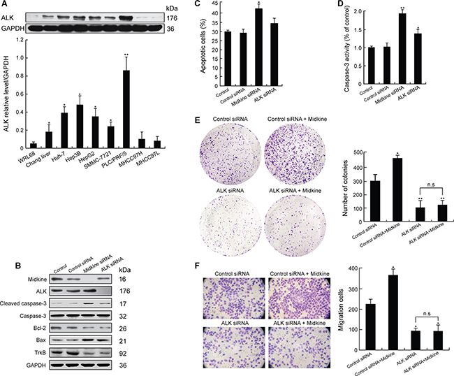 Midkine induces anoikis resistance, growth and invasion of hepatocellular carcinoma (HCC) cells through anaplastic lymphomakinase (ALK) activation.