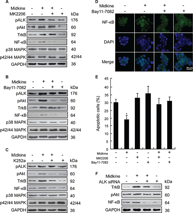 PI3K/Akt/NF-kB/TrkB signaling activated by anaplastic lymphomakinase (ALK) is required for midkine-induced anoikis resistance.