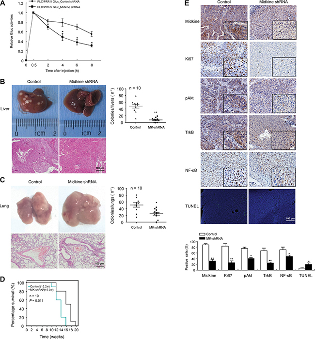 Midkine promotes circulating tumor cell (CTC) survival and tumor metastasis in mice.