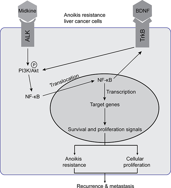 Schematic illustration of signaling pathways activated in midkine-mediated anoikis resistant hepatocellular carcinoma (HCC) cells.