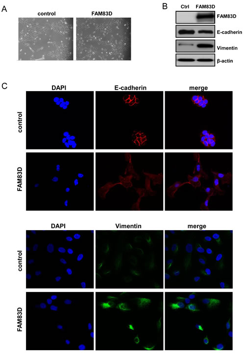 Overexpression of FAM83D in MCF10A cells leads to an epithelial-mesenchymal transition.