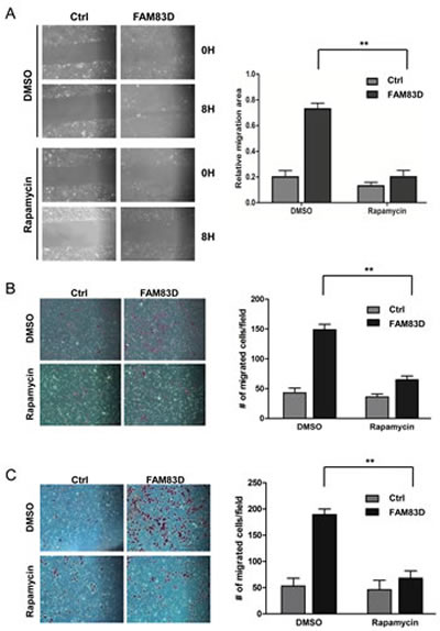 mTOR inhibition by rapamycin alleviates the enhanced migration and invasion caused by ectopic overexpression of FAM83D.