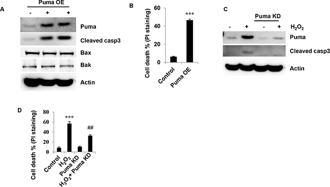 BH3-only molecule Puma mediates H2O2-induced granulosa cell death.