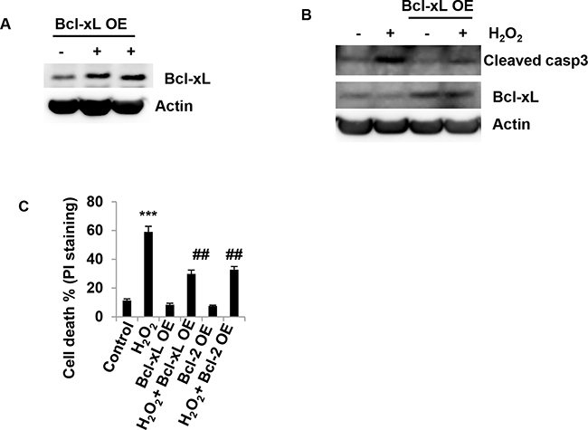 Overexpression of anti-apoptotic molecule Bcl-xL inhibits H2O2-induced granulosa cell death.
