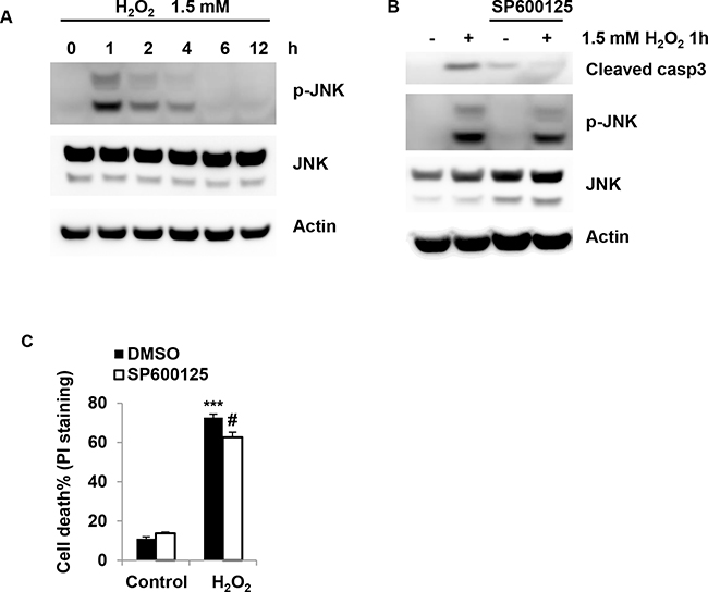 H2O2 induces H2O2 induces JNK activation in granulosa cells.