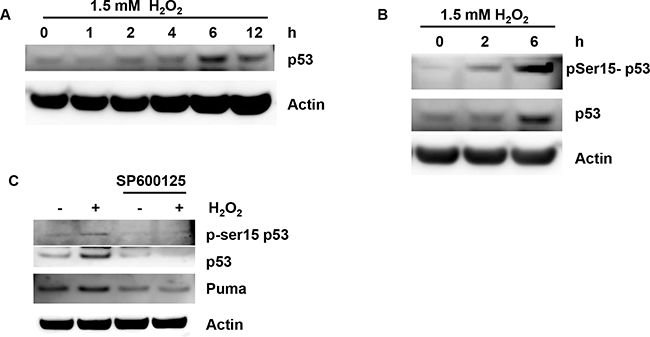 H2O2 induces p53 accumulation associated with JNK activation.