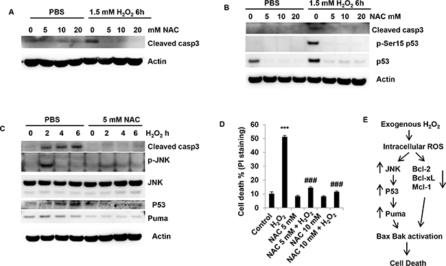NAC prevents ROS-mediated JNK activation and p53 accumulation in granulosa cells.