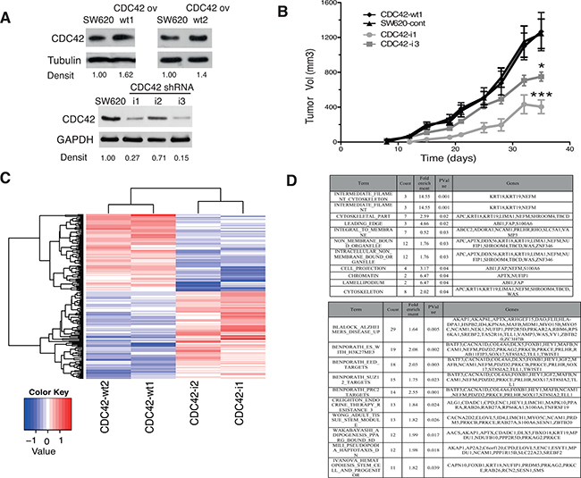 In vivo and transcriptional features of SW620 cell clones with altered CDC42 expression.