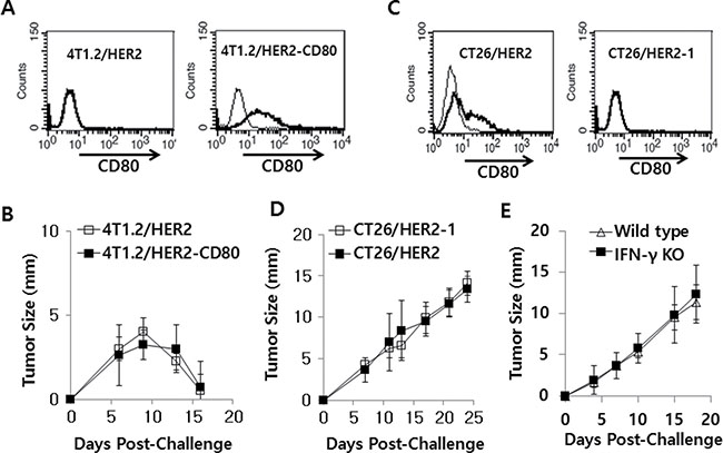 4T1.2/HER2 and CT26/HER2 cell tumor growth patterns with/without CD80 expression and CT26/HER2 cell tumor growth patterns in IFN-&#x03B3; deficient mice.