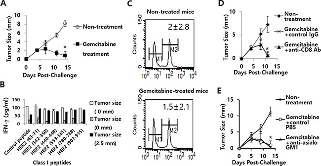 The effects of gemcitabine on tumor growth, IFN-&#x03B3; induction and CTL lytic activity in responses to HER2 class I peptides, as well as the role of CD8+ T and NK cells in gemcitabine-induced tumor regression.