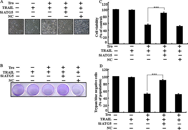 Troglitazone enhanced TRAIL-induced apoptosis is blocked by genetic inhibition of autophagy.