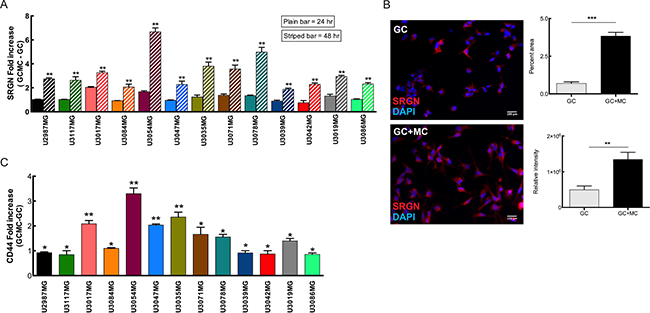 MCs can modulate SRGN and CD44 expression in glioma cells upon co-culture.