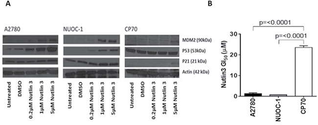 p53 function in NUOC1 cells.