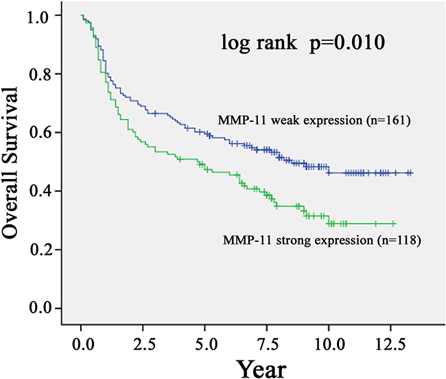 Kaplan-Meier survival curve showing the relation between MMP-11 expression in primary tumors and survival in 279 oral squamous cell carcinoma (OSCC) patients.