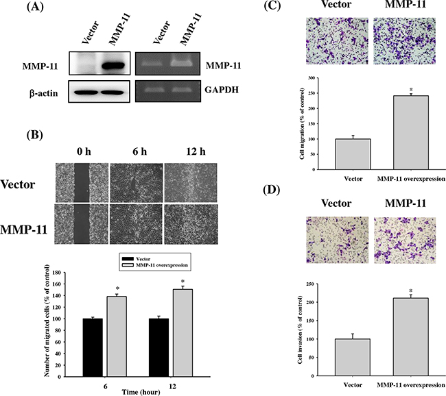 The relationships between MMP-11 expression and cell migration in TW2.6 OSCC cell lines.