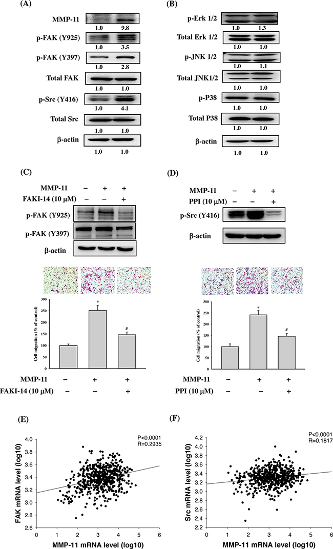 FAK/Src signaling pathway is involved in MMP-11-promoted cell migration.